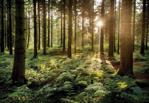 نگرش انسان‌ها آینده‌ی جنگل‌ها را تغییر می‌دهد