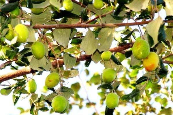 برداشت کُنار از باغ‌های شهرستان میناب