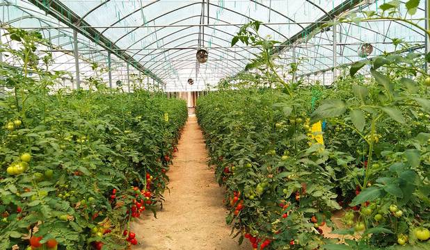 افتتاح اولین گلخانه هیدروپونیک جنوب‌غرب خوزستان در خرمشهر