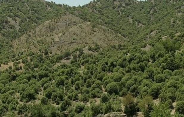 نجات زاگرس در گرو مشارکت مردم و تمرکز تصمیم‌گیری در منطقه است