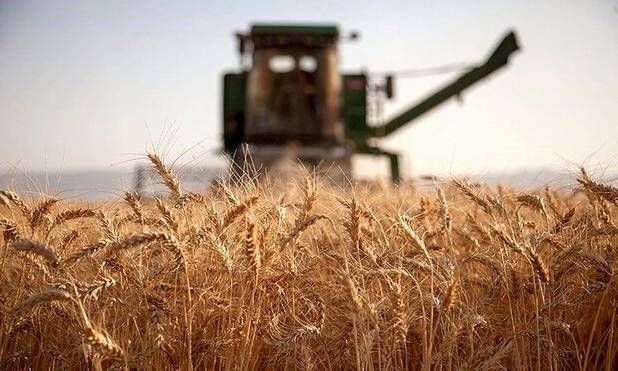 ورود گندم به چرخه خوراک دام اتفاق خطرناکی است