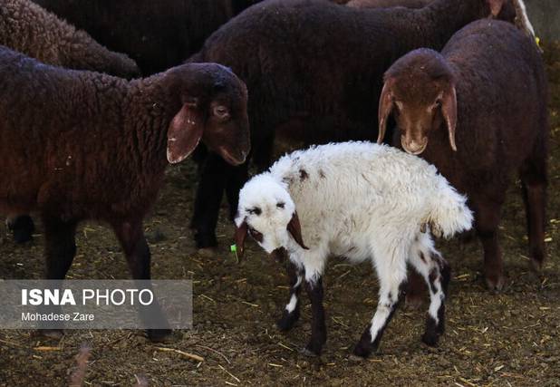 پایش مستمر واحدهای تولید و عرضه فرآورده‌های خام دامی خدابنده در طرح تشدید نظارت‌ها