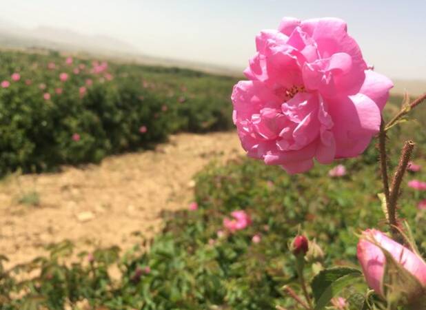 هشتم اردیبهشت‌ به‌عنوان روز میمند در تقویم رویدادهای ملی ثبت شد