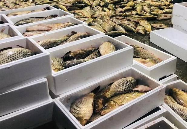 صادرات ۶۰ تنی ماهی از شهرستان چگنی لرستان به روسیه و آذربایجان 