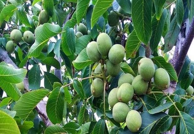 اصول علمی هرس گردو برای افزایش عملکرد/ تأکید بر انجام این عملیات در اواخر زمستان