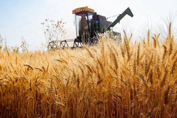 ۲۰ هزار تومان جایزه برای تحویل هر کیلو گندم  