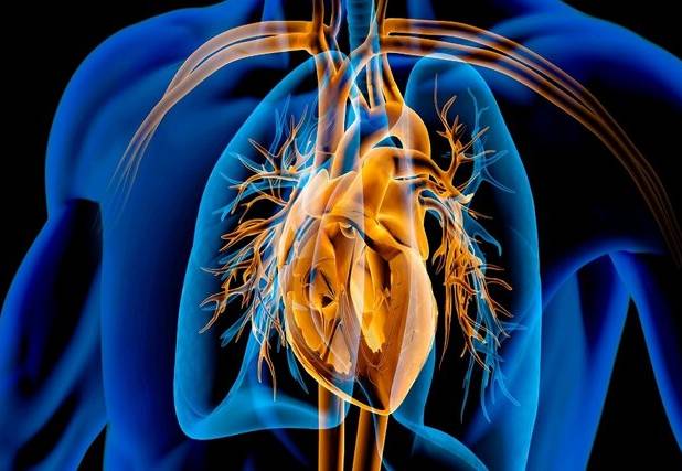 عفونت‌های درمان‌نشده در کودکی، تهدیدی برای دریچه‌های قلب در میانسالی