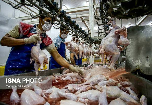 تولید گوشت مرغ و تخم مرغ در خراسان رضوی در مسیر پایداری