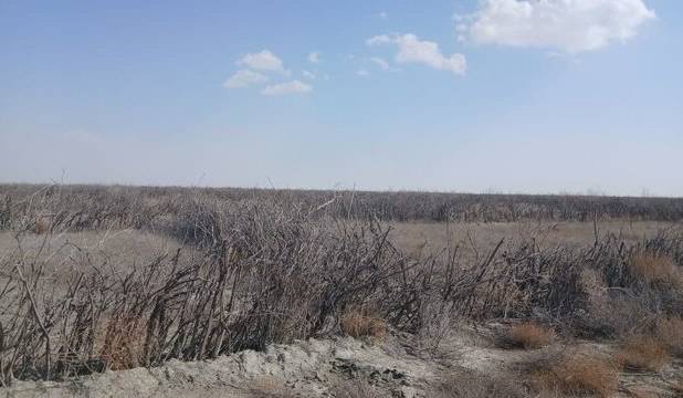 مدیرکل منابع طبیعی آذربایجان غربی: تاکنون ۴۹۰۷ بوته در سایت مرنگلو غرس شده است