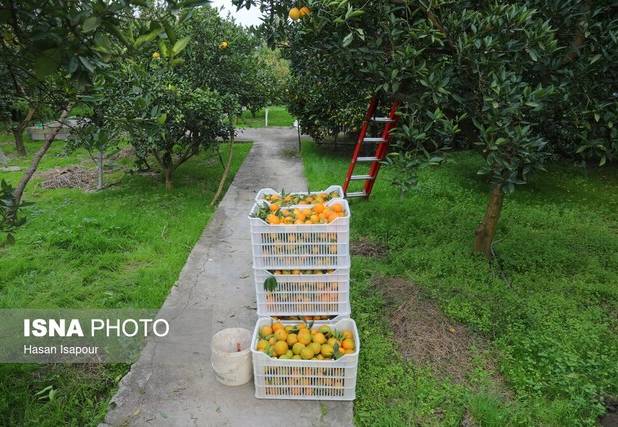 از مزرعه تا مرز/ پایان خام‌فروشی با کشاورزی قراردادی و حذف واسطه‌ها