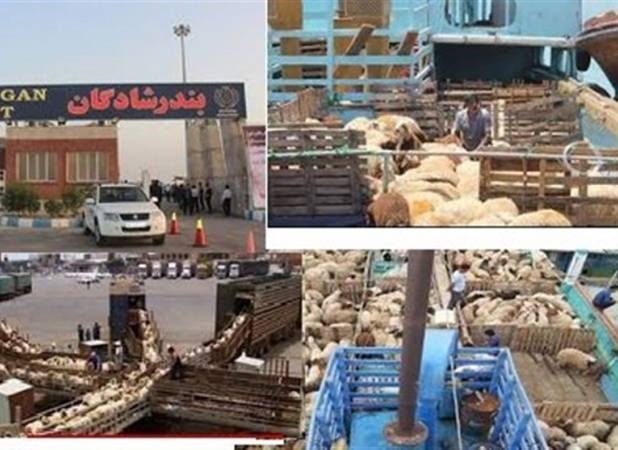 واردات بدون محدودیت دام زنده توسط مرزنشینان مجاز شد