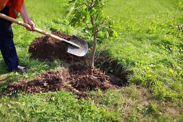 پویش درختکاری«به یاد رهبر شهیدم» در همدان برگزار می‌شود