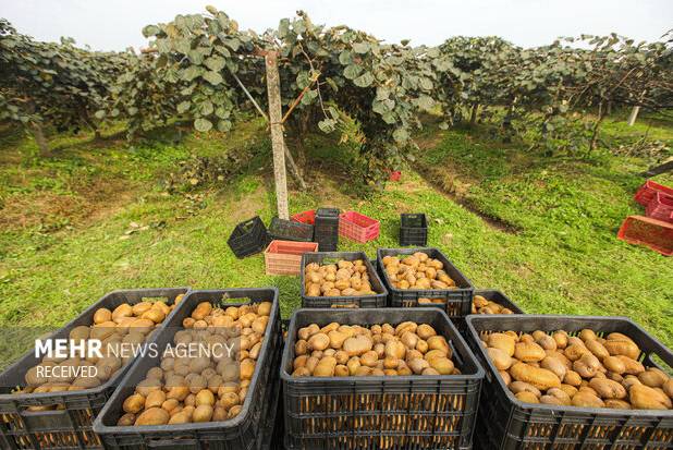 سهم پررنگ هند از بازار صادرات کیوی عباس‌آباد