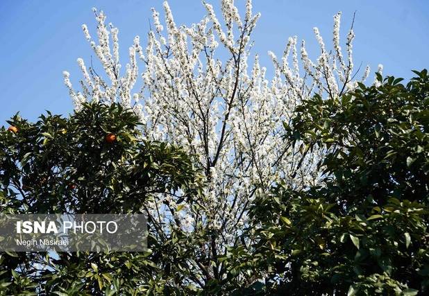 تأکید رئیس منابع طبیعی بروجرد بر نقش فرهنگیان در نهادینه‌سازی فرهنگ حفاظت از طبیعت