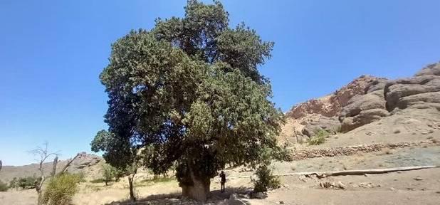 ثبت درخت سرو کهنسال برشک قاین در فهرست میراث طبیعی