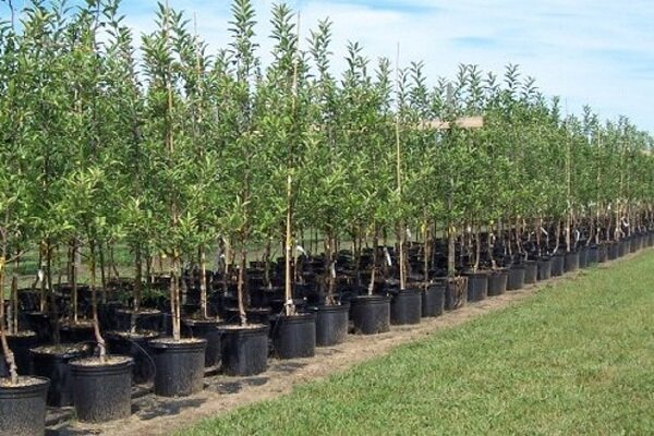 جعفرنژاد: ۳۸ نهالستان در آذربایجان شرقی فعال هستند