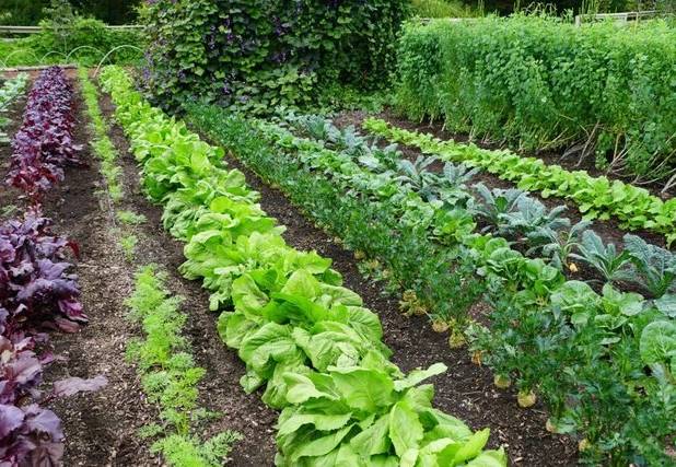 از هشدار سرب در سبزیجات تا پایلوت ملی پایش در مازندران