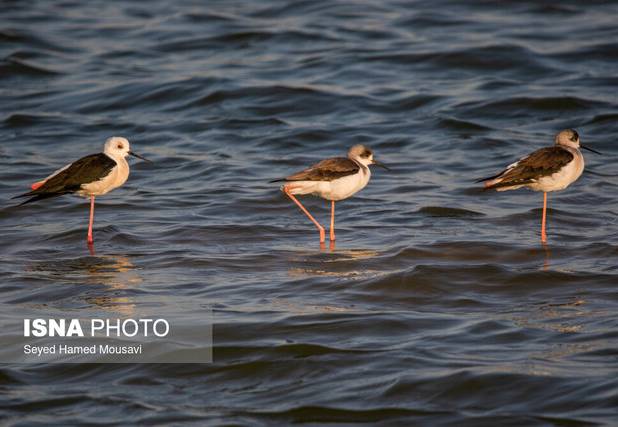 شمارش بیش از ۷۱ هزار پرنده مهاجر در خوزستان/ مشاهده گونه‌های لیست سرخ IUCN