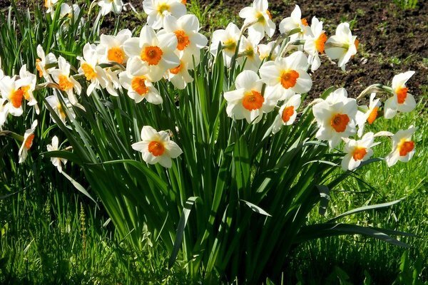 کشت گل نرگس در ۱۰۳ هکتار از مزارع مازندران