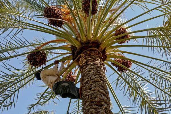 بازاریابی مشکل عمده در زمینه صادرات خرمای بم