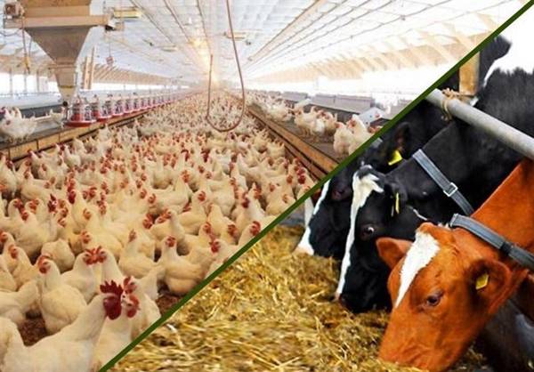 واردات نهاده های دامی امسال ۱۱ درصد کاهش یافت