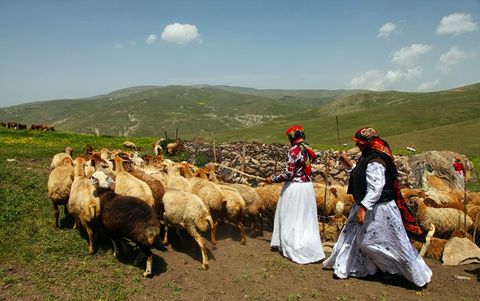خرید تضمینی دام زنده عشایر در ۸ استان آغاز شد