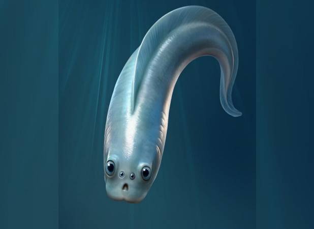 تحقیق جدید: نیاکان اولیه ما چهار چشم داشتند!