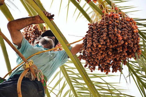 شادگان به عنوان قطب‌ اصلی تولید خرما در خاورمیانه