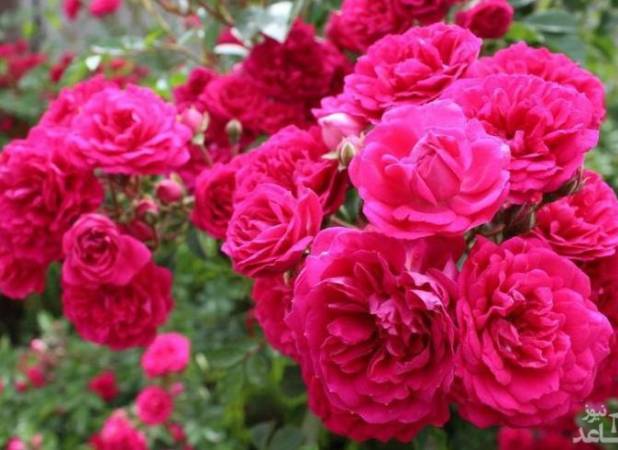 صادرات گل محمدی به کشورهای حوزه خلیج فارس