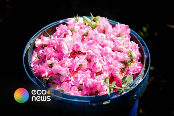  ضرورت تقویت موضع ایران در ثبت جهانی اسانس گل محمدی