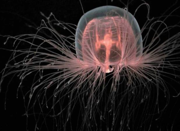 ژله‌ماهی نامیرا: کلید اسرار حیات ابدی انسان؟