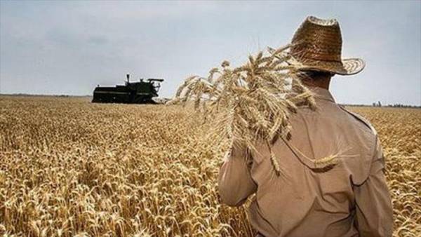 اختصاص ۴۰ هزار میلیارد تومان برای خرید تضمینی گندم