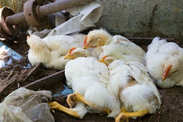 جلسه مقابله با شیوع بیماری آنفلوانزای پرندگان