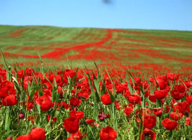 روزهای سخت صنعت گردشگری در زیر سایه کرونا