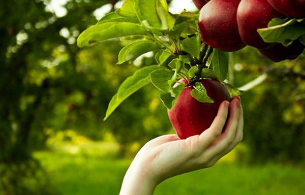 واردات موز و انبه در ازای صادرات سیب درختی