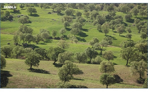وجود یک میلیون و  ۲۰۰ هزار هکتار جنگل در لرستان