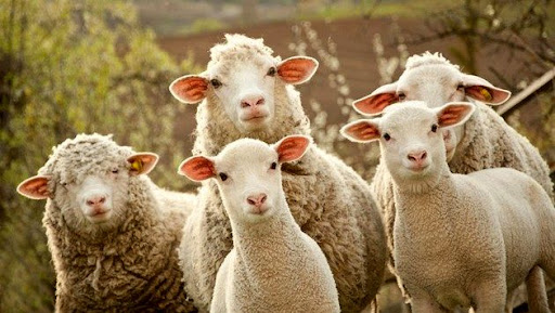 خسارت‌های اقتصادی طاعون نشخوارکنندگان برای کشور