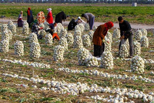 خسارت ۸ هزار میلیارد تومان به کشاورزان کرمان