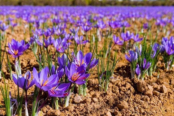 افزایش تولید زعفران تنها مسئله کشاورزی کشور نیست