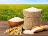 قیمت جدید برنج ایرانی/ طارم هاشمی و دم سیاه گیلان چقدر شد؟