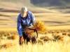 خبر خوش برای گندمکاران/ مطالبات در این تاریخ پرداخت می شود