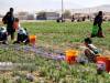 تولید زعفران، گل محمدی و خرمای ایران در رتبه نخست جهانی