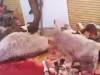 هرگونه کشتار و عرضه گوشت الاغ و اسب تخلف است