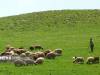 بیش از ۳۰ درصد تولید گوشت کشور به مراتع وابسته است