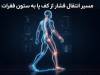 نقش کلیدی اسکن کامپیوتری کف پا در پیشگیری از آسیب‌های ستون فقرات