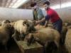 قیمت جدید دام زنده چند؟