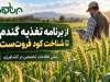 از برنامه تغذیه گندم تا شناخت کود فروت‌ست