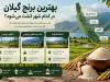 بهترین برنج گیلان در کدام شهر کشت می‌شود؟