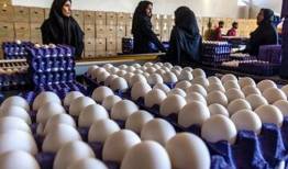 تخم‌مرغ گران‌تر می‌شود؟ مرغداران از زیان سنگین تولید می‌گویند