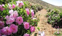 برداشت نوبرانه گل محمدی از اراضی شهرستان طارم